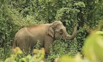 প্রতীকি